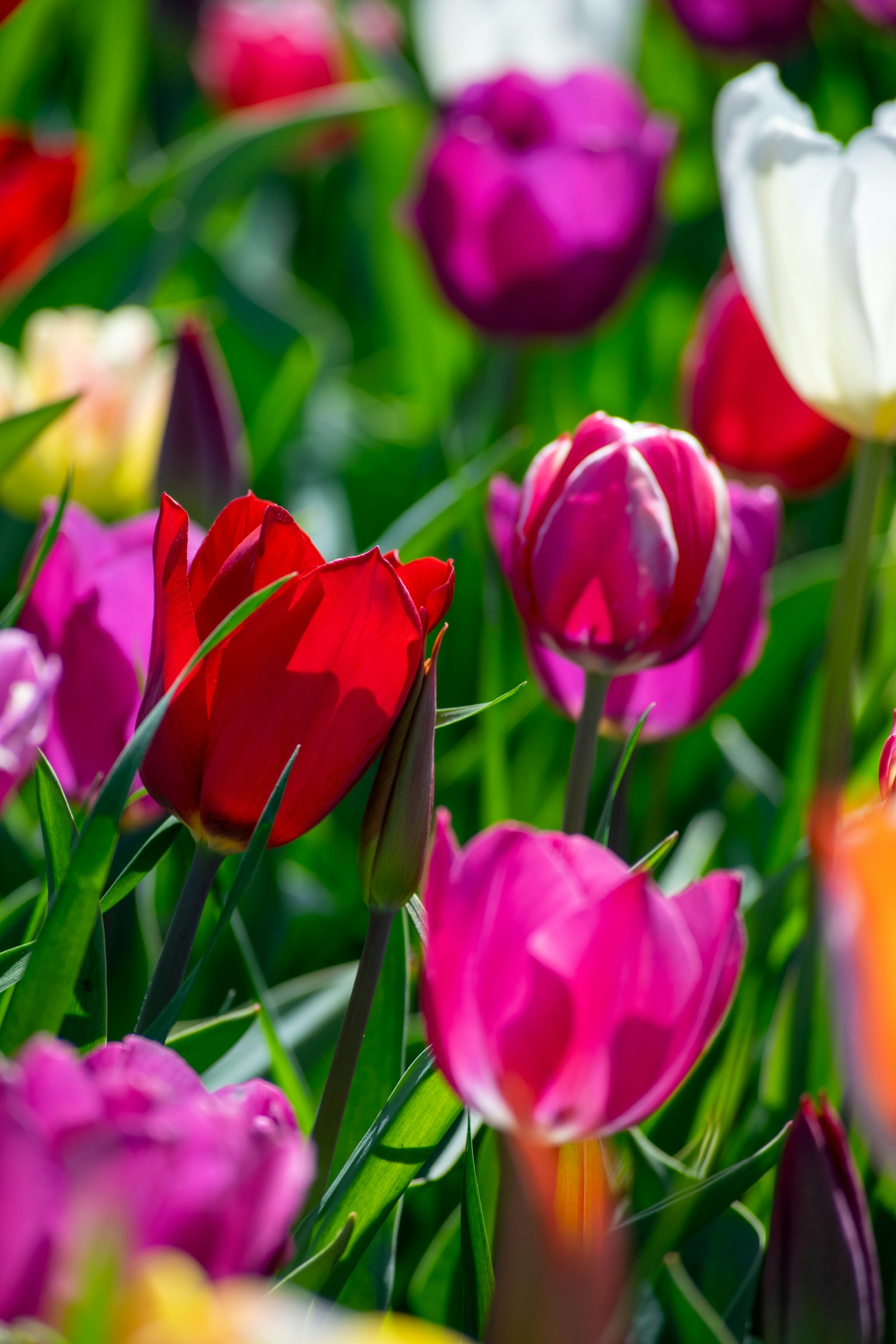 Tulip Mania, 1637: The First Financial Bubble in Recorded History